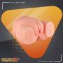 Realistic Big Ass and Vagina BAV-016